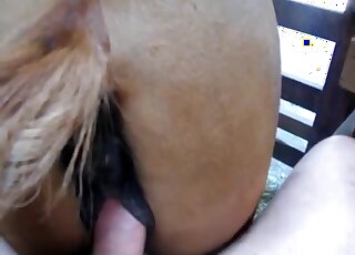 Pasty-ass white dude fucking a mare from behind it's terrific overall