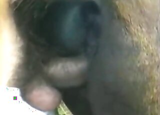 Brown mare's pussy is going to get banged by fully naked Latino guy