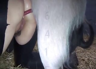 Attractive zoophile chick gets her pussy turned inside out by a beast