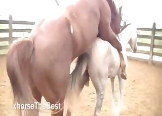 Horses getting ready to fuck makes horny zoo lover wanna join