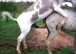 Pair of horses fuck and horny zoophilia lover drools by watching