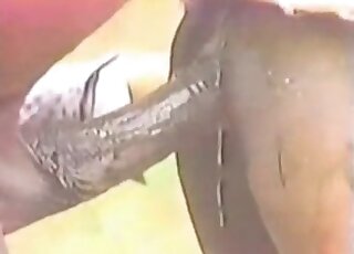 Aroused horses enjoy hardcore fucking during XXX action