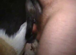 Horny male tries the wet horse vagina with the fingers before fucking it