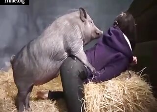 Clothed brunette in brutal zoophilia getting fucked by a pig