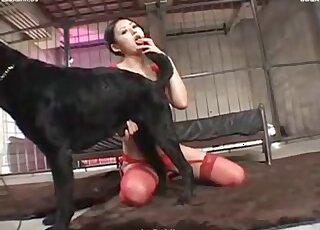 Horny Japanese chick performs a passionate handjob to her dog