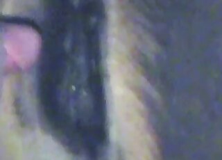 Dirty-minded zoophile licks wet holes of a horse in kinky bestiality session