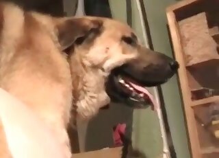 Zoophile vixen enjoys nasty copulation with a canine in a doggystyle