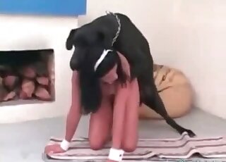 Massive dog fucks a pretty brunette bimbo without any limits