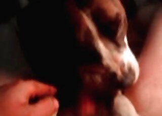 Dirty-minded guy gives his dick to a dog to lick in a homemade video