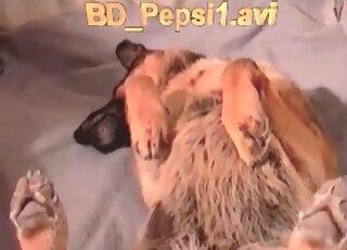 Dude gets his dick licked by pet dog before fucking the animal hard