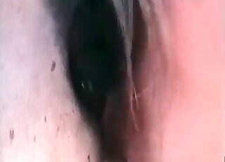 Aroused dude gladly fucks a horse and cannot wait to cum