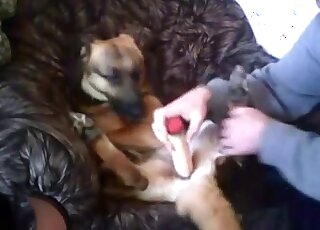Zoophile dude uses a dildo to fuck his dog's pussy in an armchair