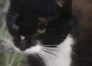 Outdoor sex with black cat and other cat that looks very horny