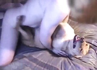 Chubby guy shows his big belly while fucking an animal in missionary