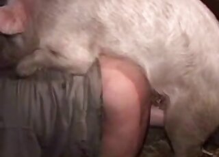 Zoophilic lady in dirty clothes fucked on all fours by a sexy pig