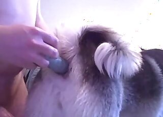 Guy trains that tight dog hole with a toy before using his penis