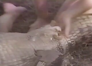 Alligator porn movie featuring a zoophilic couple with dark intensions